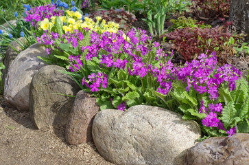 Border, decorated with flowering primroses