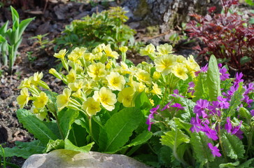 Naklejka na ściany i meble Primula flowers in spring garden