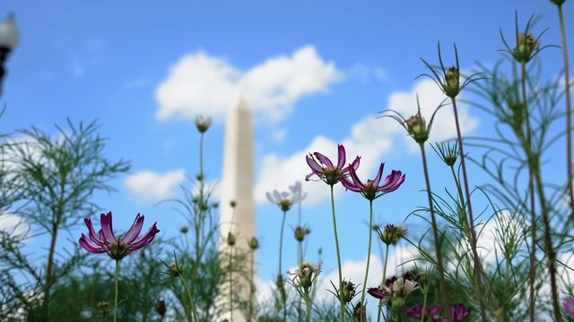 Flowers and the Washington Monument