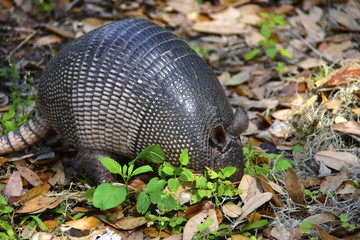  Nine Banded Armadillo