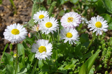 The flowers are Daisies perennial (lat. Bellis perennis)