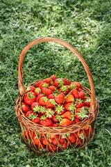 Fototapeta na wymiar Basket of fresh strawberries
