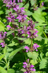 Spotted dead-nettle (lat. Lamium maculatum)
