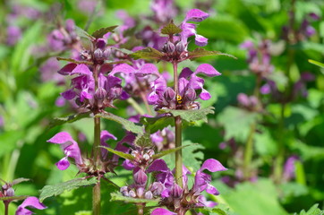 Spotted dead-nettle (lat. Lamium maculatum) closeup