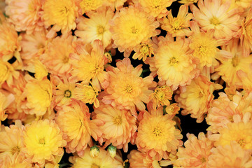 Top view of pale orange color chrysanthemum flowers bouquet for background.