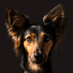 Closeup high contrast classic studio dog portrait with side lighting of a black and brown mixed breed canine with upright ears alert expression and long fur making eye contact, front view