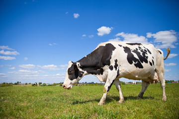 Fototapeta na wymiar Vache Prim'Holstein en campagne