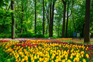 Amazing blooming tulips in the spring city park.