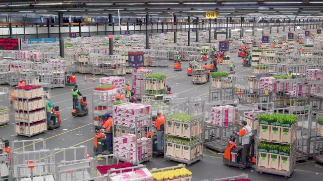 831_The_big_warehouse_wherein_lots_of_flower_carts.mov
