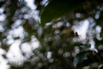 spider