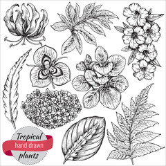 Vector collection of hand drawn tropical flowers and leaves