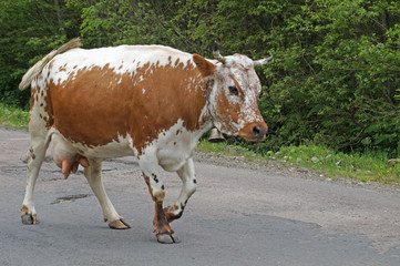 Cows graze on the mountain pastures of the Ukrainian Carpathians