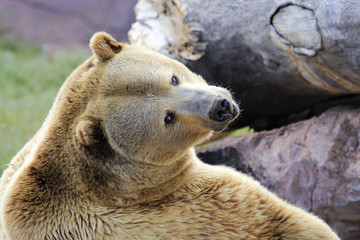 Grizzly bear