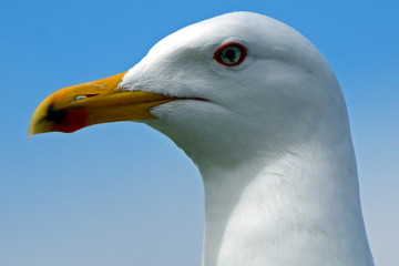 Black-backed gull, Inchcolm Island, Scotland