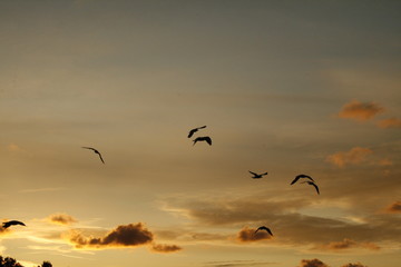 birds