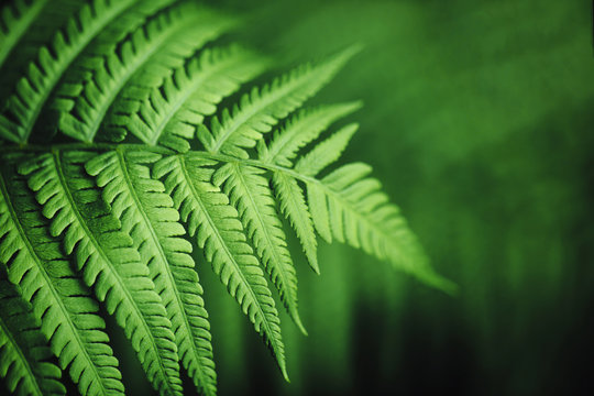 Beautiful Fern Leaves, Macro