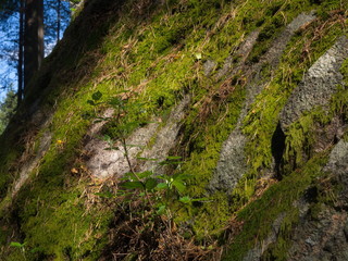 Rock with moss