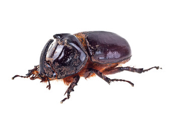 Rhinoceros Beetle, image on a white background