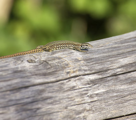 detail of a lizard