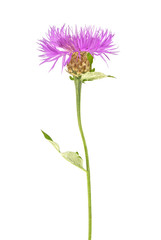 Violet flower on a white background