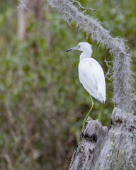 Little Blue Heron in a natural landscape