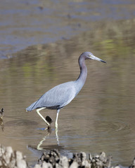 Little Blue Heron in a natural landscape
