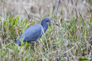 Little Blue Heron in a natural landscape
