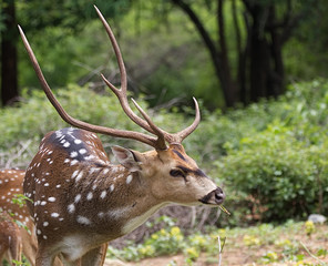 Close up shot of a spotted deer