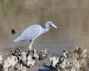 Little Blue Heron in a natural landscape