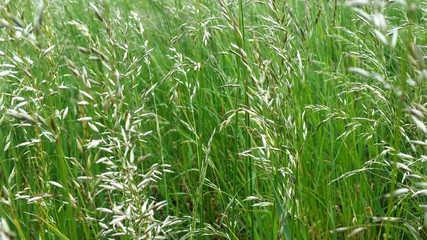 Green plant and grass texture on earth.