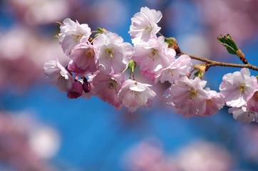 Frühling 