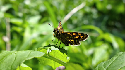 Fototapeta na wymiar Butterfly on flower. Slovakia