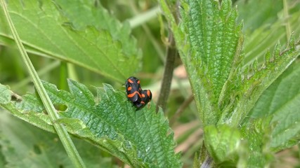 Beetle on the leaf. Slovakia