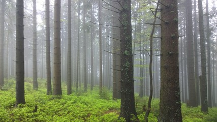 Misty woods. Slovakia
