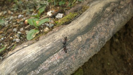 Kissing ants on the wood. Slovakia