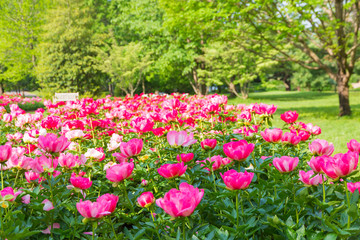 Fototapeta premium Blooming peony flowers in park garden