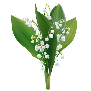 Convallaria majalis - Lilly of the valley.
Hand drawn vector illustration of a bouquet white spring flowers and lush foliage on transparent background.