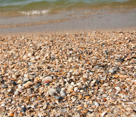 Sea-shells on the beach
