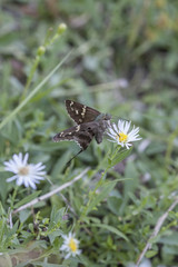 Long Tailed Skipper Butterfly with wildflower bloom on natural landscape