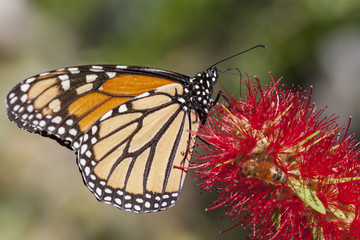 Monarch butterfly on early spring flowers on natural landscape
