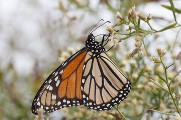 Monarch butterfly on early spring flowers on natural landscape
