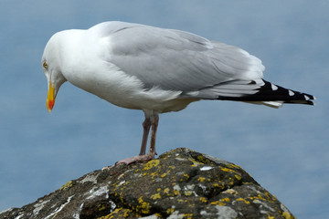 Black-backed gull, Inchcolm Island, Scotland