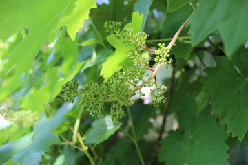  blossoming of grapes - 159650587
