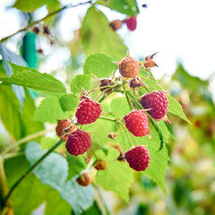 ripe red raspberries on the bush. branch of raspberry