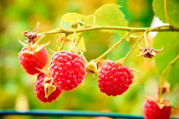 ripe red raspberries on the bush. branch of raspberry
