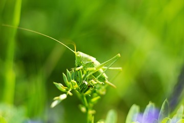 Grasshopper