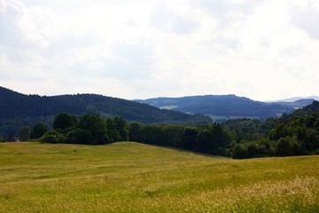 Summer landscape