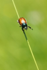 Bug on grass.