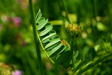 Abstract green grass for background.