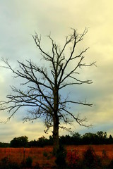 Dead Tree